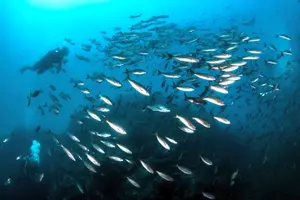 Tour image of Dive Coiba and Stay at Bambuda Hotel Santa Catalina 4 days