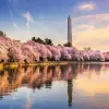 Image of Cherry Blossom