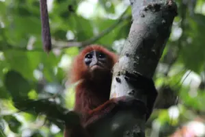 Tour image of Deramakot Forest Safari Tour 3D2N