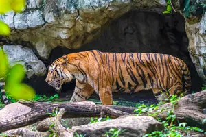 Tour image of Safari World Tickets with Optional Indian/International Lunch