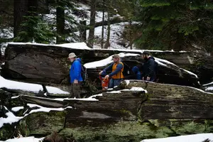 Tour image of Heart of the Giant Forest Hike