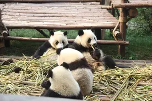 Tour image of Chengdu Giant Panda Breeding Research Base Ticket