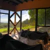 Image of Traditional Wellness