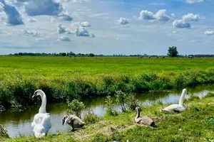 Tour image of Amsterdam private tour to windmills, cheese farm and villages