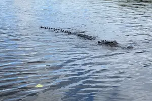 Tour image of 60 min. Everglades Airboat ride & pick-up ,small group +pro guide