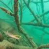 Image of Scuba Diving