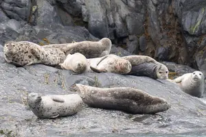 Tour image of Prince William Sound 26 Glacier Cruise, Self-Drive
