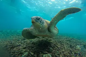 Tour image of Snorkelling Trip 5 Island Tour Around Koh Tao and Koh Nang yuan