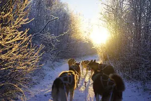 Tour image of Dog Sled Tour and Husky Cuddles