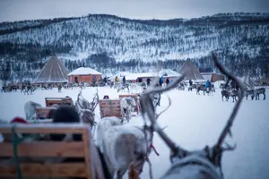 Tour image of Reindeer Sledding Experience and Sami Culture Tour from Tromso
