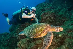 Tour image of Diving tour in Isla del Caño for certified divers