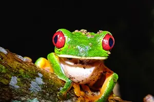 Tour image of Manuel Antonio Jungle Night Tour with pick up included