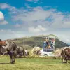 Image of Wildlife Encounters
