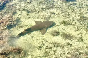 Tour image of Guided Clear Kayak Eco-Tour Near Key West