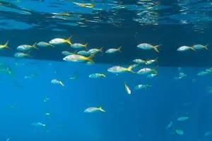 Tour image of Key West Afternoon Snorkel Sail with Unlimited Cocktails!