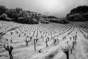 Tour image of Wine tour up to 6 passengers
