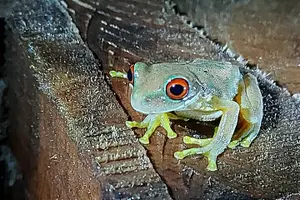 Tour image of Night Walk Tour Monteverde