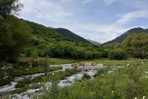 Tour image of Charyn, Kolsay&Kaiyndy Lakes 2days tour with Mount View Stay