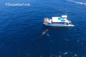 Tour image of Whale Watching Excursion in Dana Point