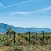 Image of Plantation Tours