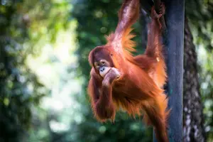 Tour image of Zoo Negara & Panda Conservation Centre Tickets