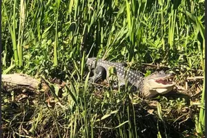 Tour image of New Orleans Swamp Tour Boat Adventure