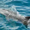Image of Dolphin Watching