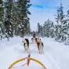 Image of Dog Sledding/Mushing
