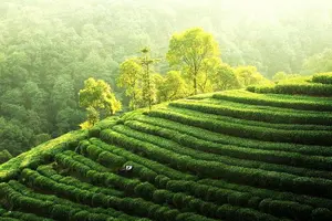 Tour image of Private Tour Hangzhou West Lake and Tea Fields Discovery