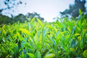 Tour image of Half-Day Hangzhou Yunxi Bamboo Forest and Tea Plantation Experience