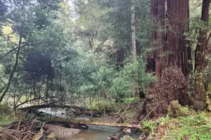Tour image of Muir Woods and Sausalito Afternoon Tour Small-Group Half-Day