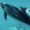 Image of Dolphin Watching