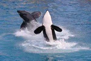 Tour image of Monterey Bay Whale Watching