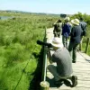 Image of Bird Watching