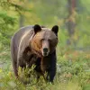 Image of Nature and Wildlife Tours