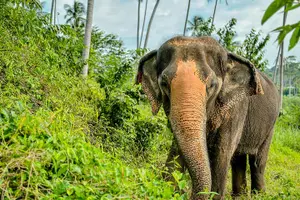 Tour image of Half Day Elephant Home Sanctuary in Samui