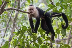 Tour image of Monkey Tour With Local Cuisine