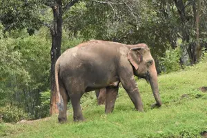 Tour image of Care Pride Elephants: Full-Day Tour Experience