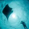 Image of Dolphin Watching