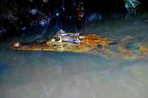 Tour image of Canoe & wildlife spotting on small canals of Tortuguero Park