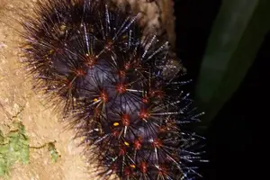 Tour image of Deep Jungle Night Hike in a Private Nature Reserve