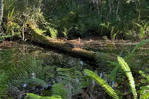 Tour image of Dark Sky's in the Florida Everglades