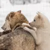 Image of Safaris