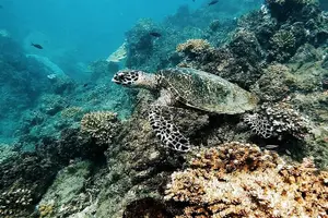 Tour image of 4-Days family tour with visit to Cano island and Corcovado