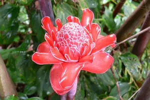 Tour image of Tortuguero Clasicos - 2 Tours: Canoe and day hike