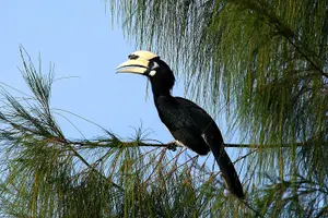 Tour image of Birdwatching: Desaru's Winged Gems