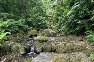 Tour image of Achadas Teixeira- Pico Ruivo -& Pico pedras/Queimadas forest walk