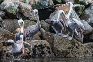 Tour image of Wildlife Safari Boat Tour in Scenic Monterey Bay Wetland