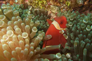 Tour image of Amazing Snorkeling at Mun Island ( Group Tour )