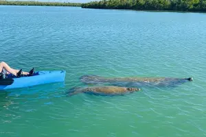 Tour image of Easy Ride Pedal Kayak Tour Marco Island & Naples (Pedal or Paddle